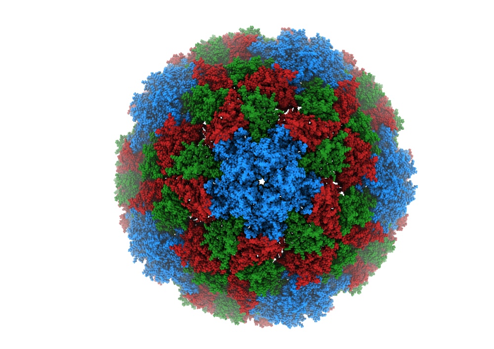 The protein capsid of rhinovirus C, type 41.